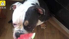 娱乐吃瓜酱狗狗打猫咪  第3张